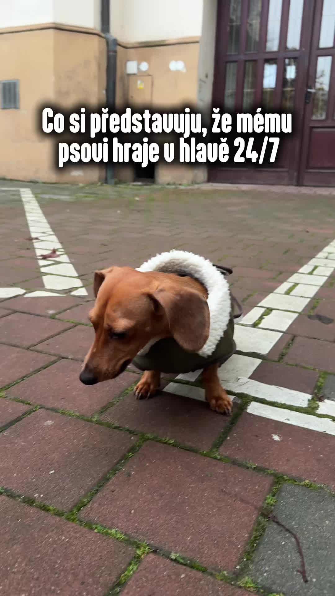 @animall_cz