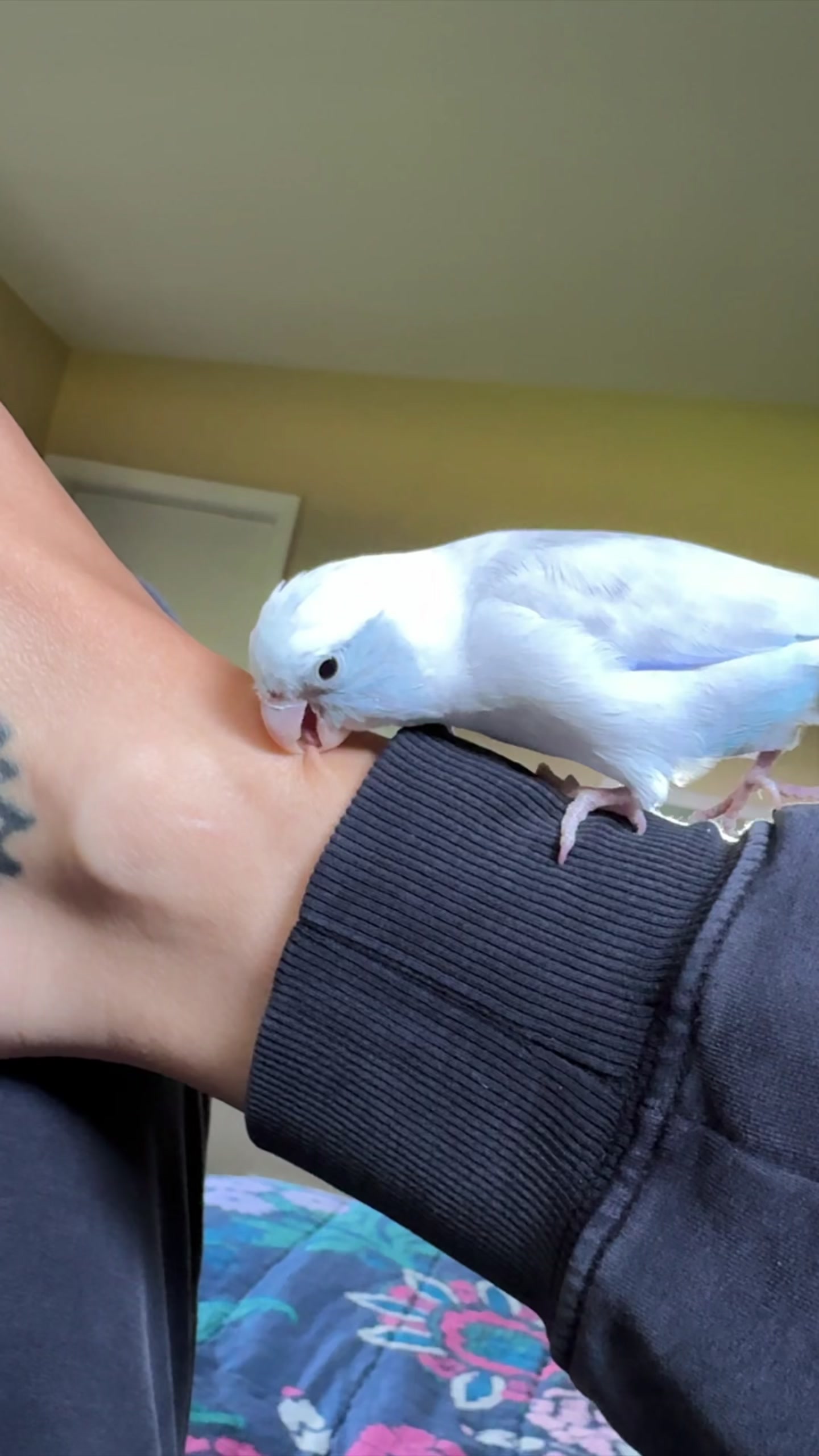 @arlobird