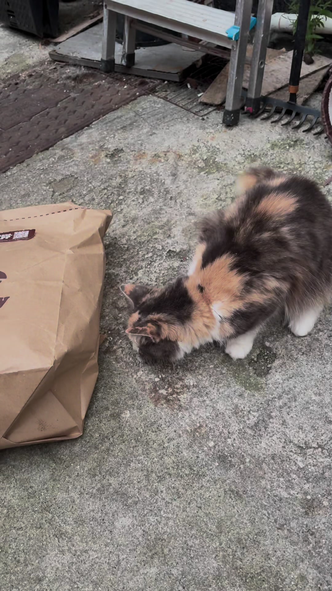 @wildkittyog