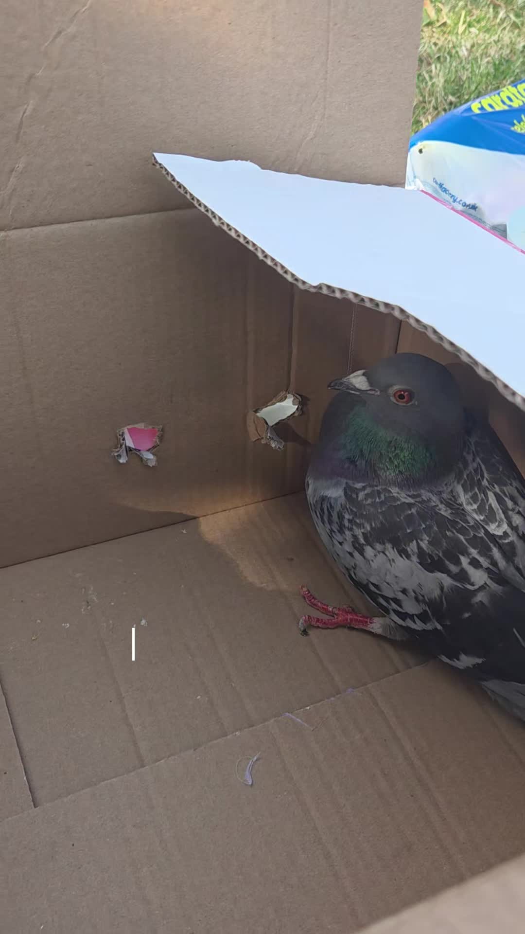 @S.Char.The.Pigeon.Lady🌙🖤Xx
