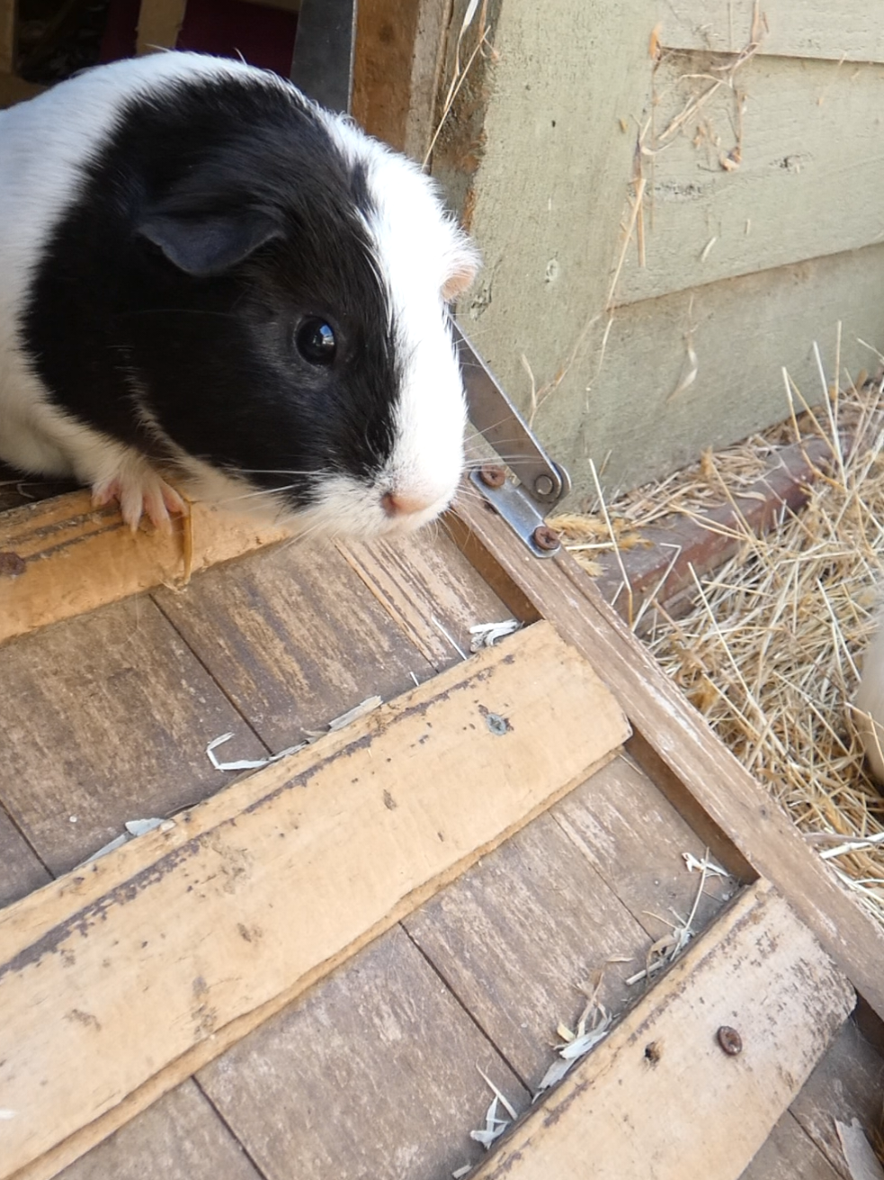 @Guinea Pig Dad