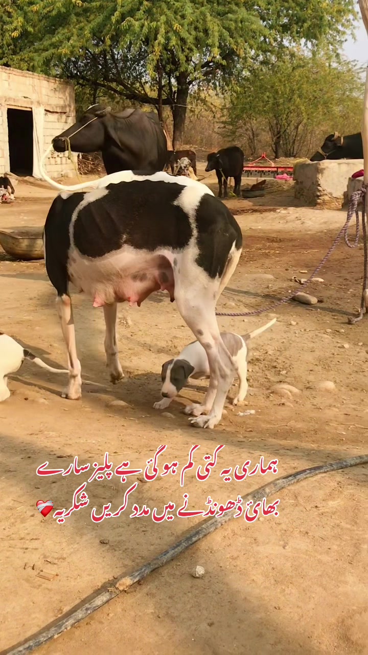 @شاہین گروپ آلہ🤟🔥F-16