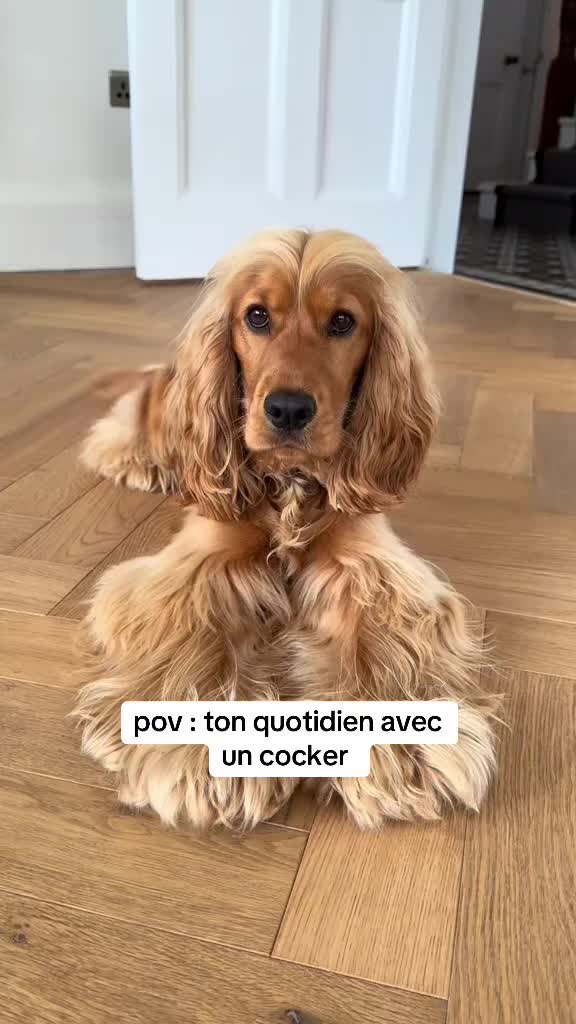 @coeur.de.cocker