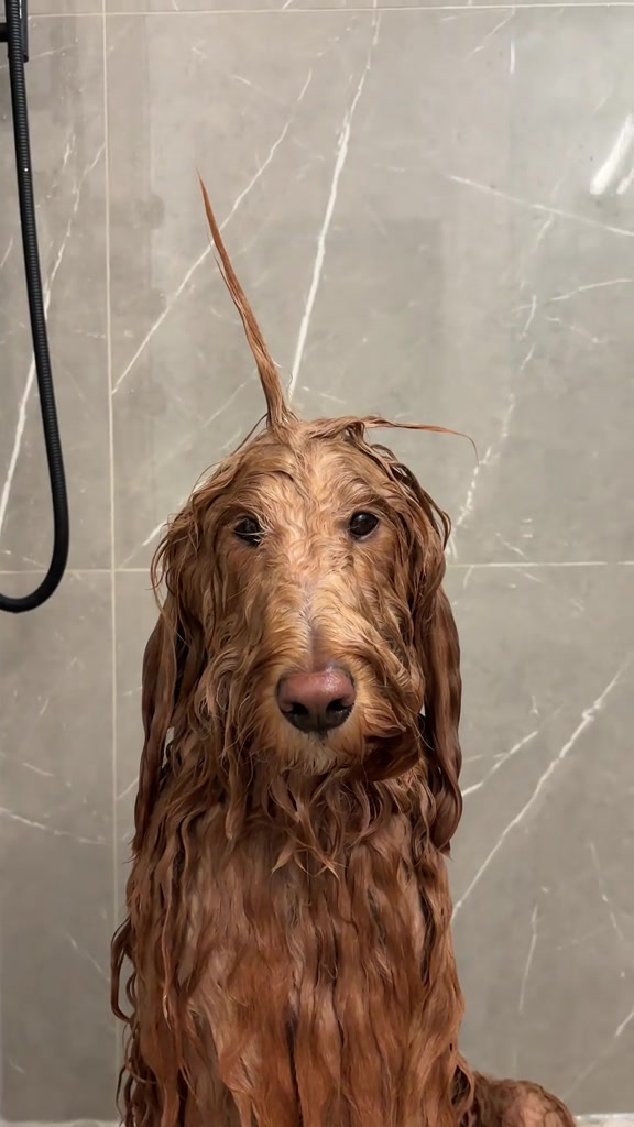 @DogGrooming101