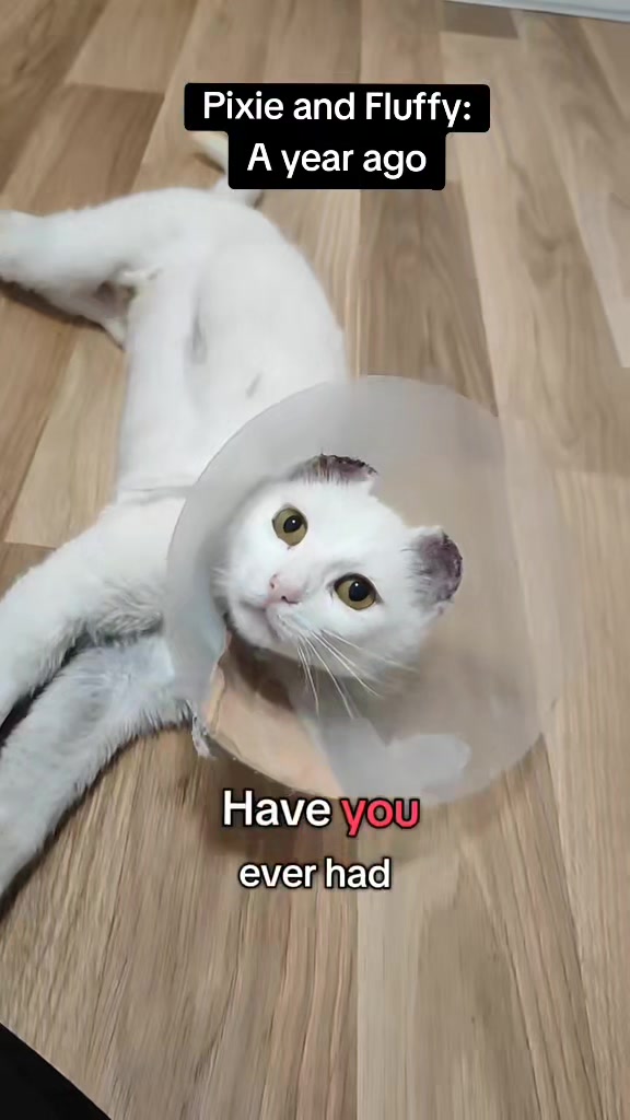 @Fluffy and Pixie