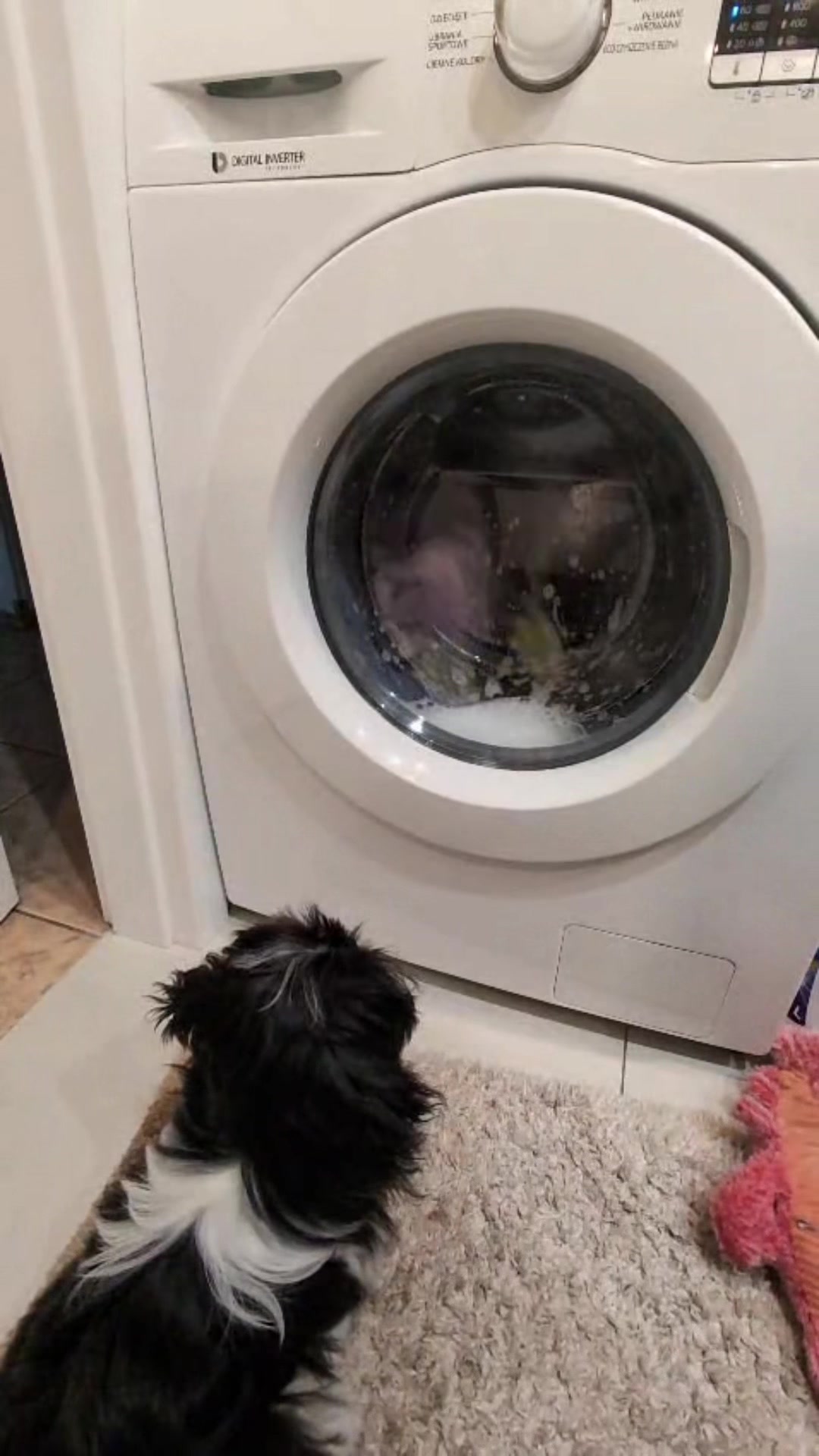 @Cleo shih-tzu