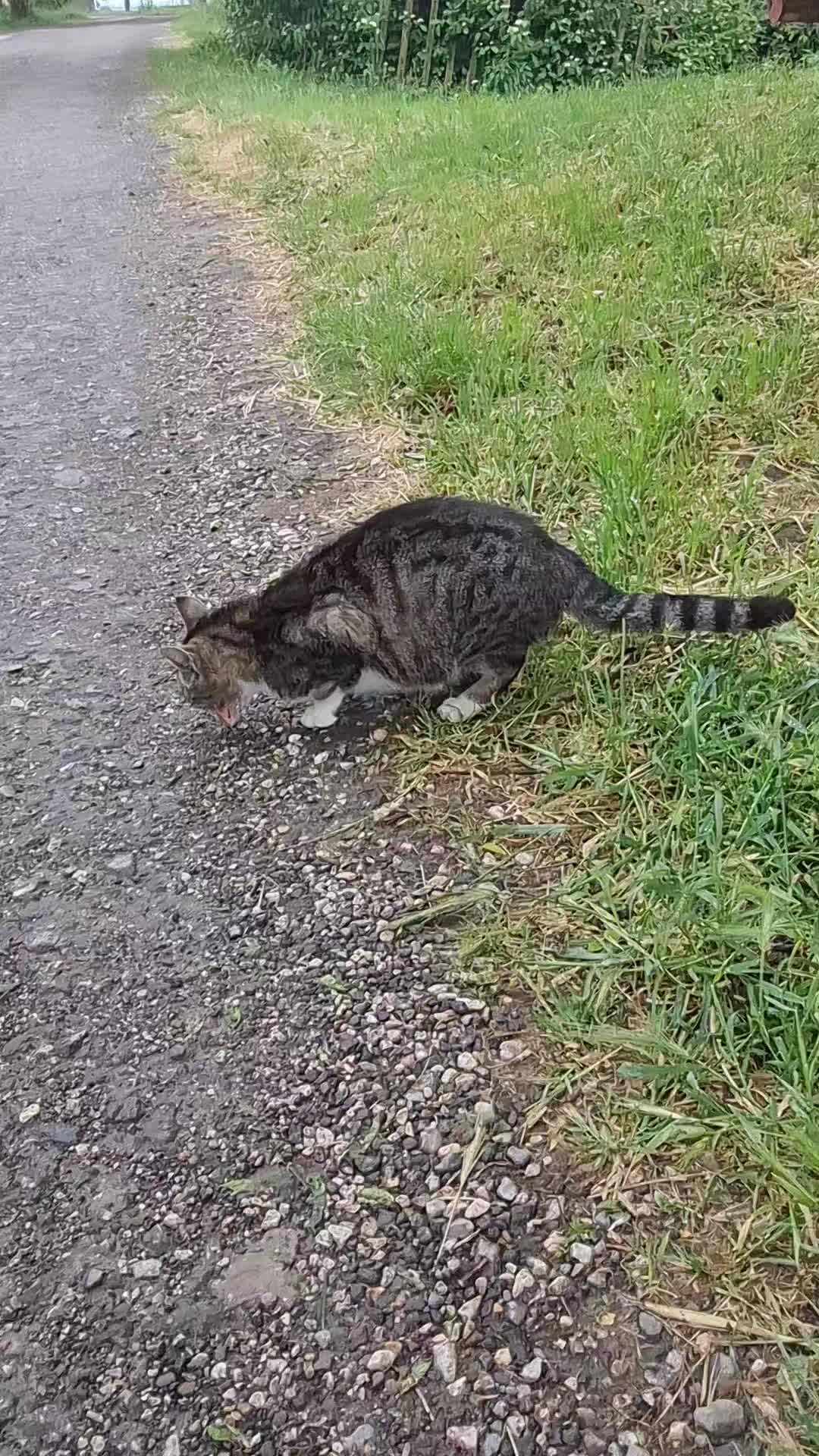 @Cat World