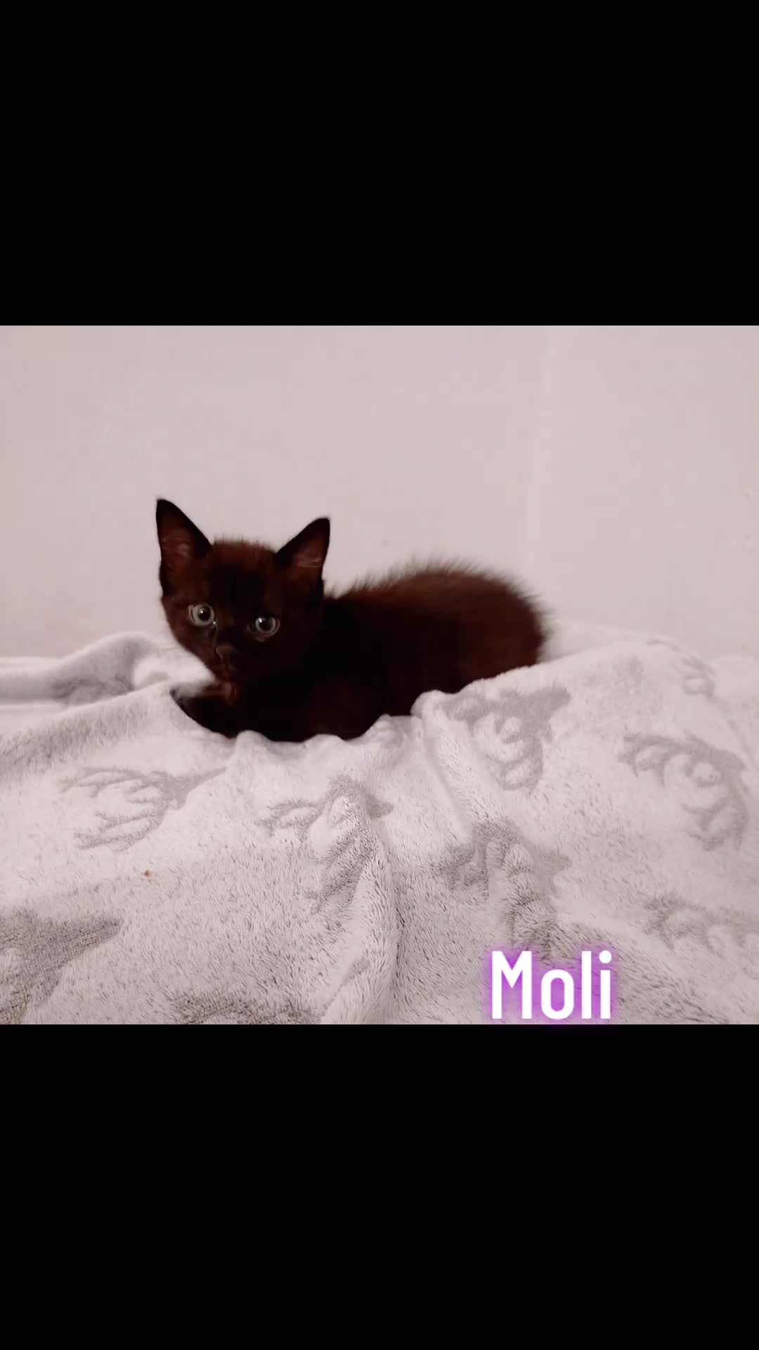 @MicroCat🐈⬛Kaya🐈⬛🩷💎
