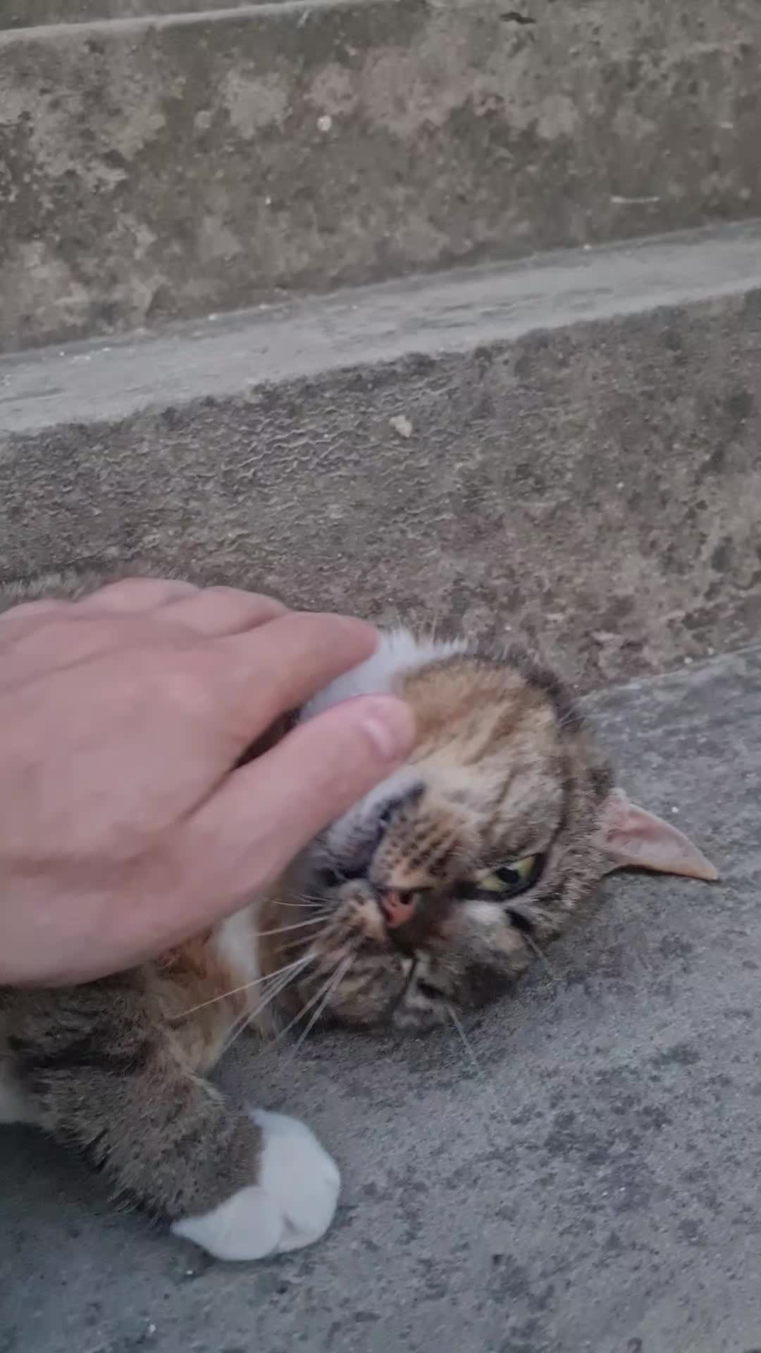 @Cat World