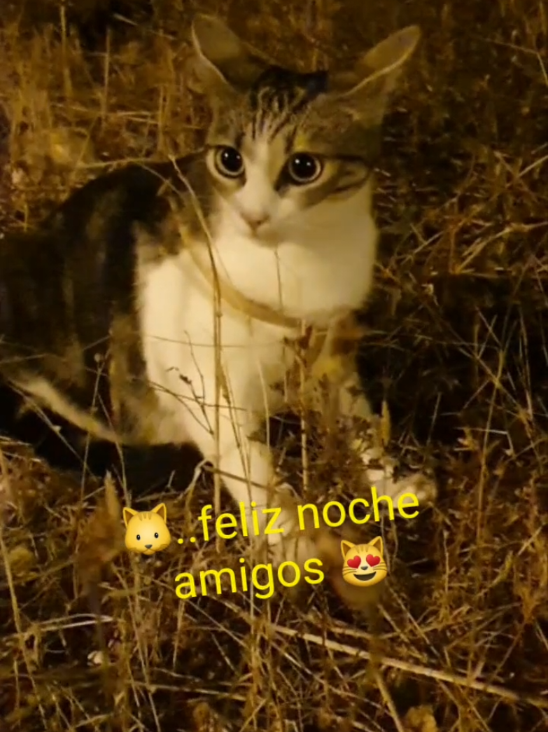 @nikii