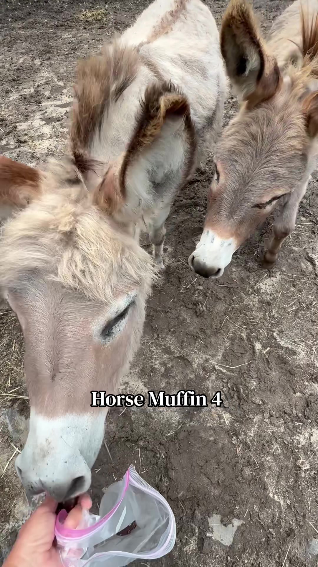@Safe Place Pastures, Inc.