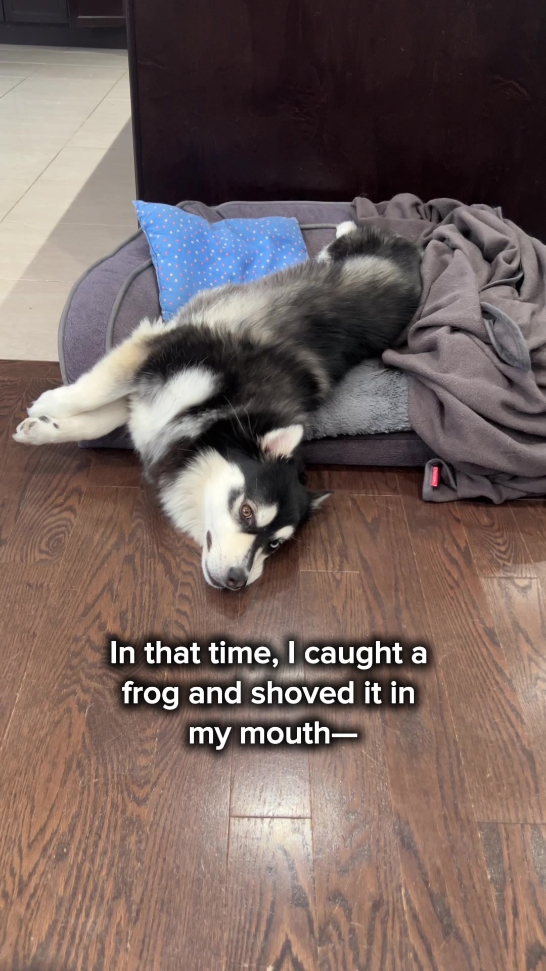 @Zeus the Pomsky🐾