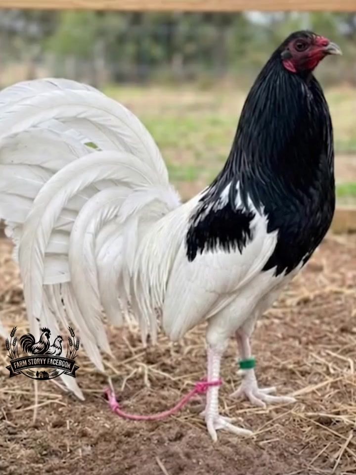 @Gamefowl Story