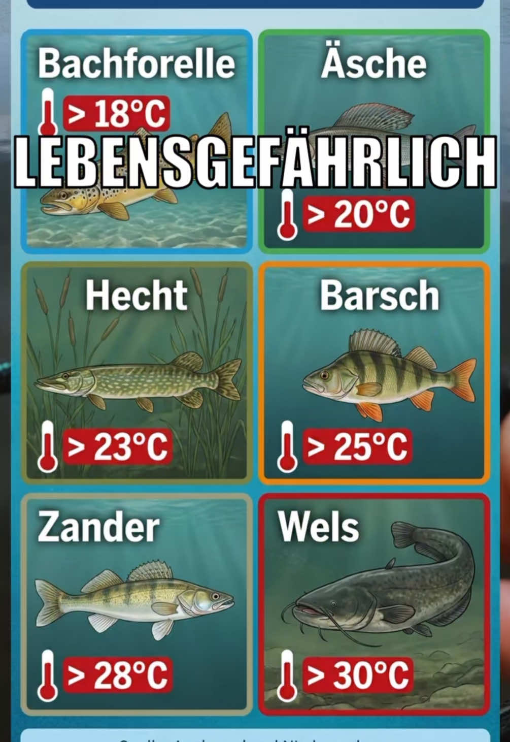 @Fischbulette