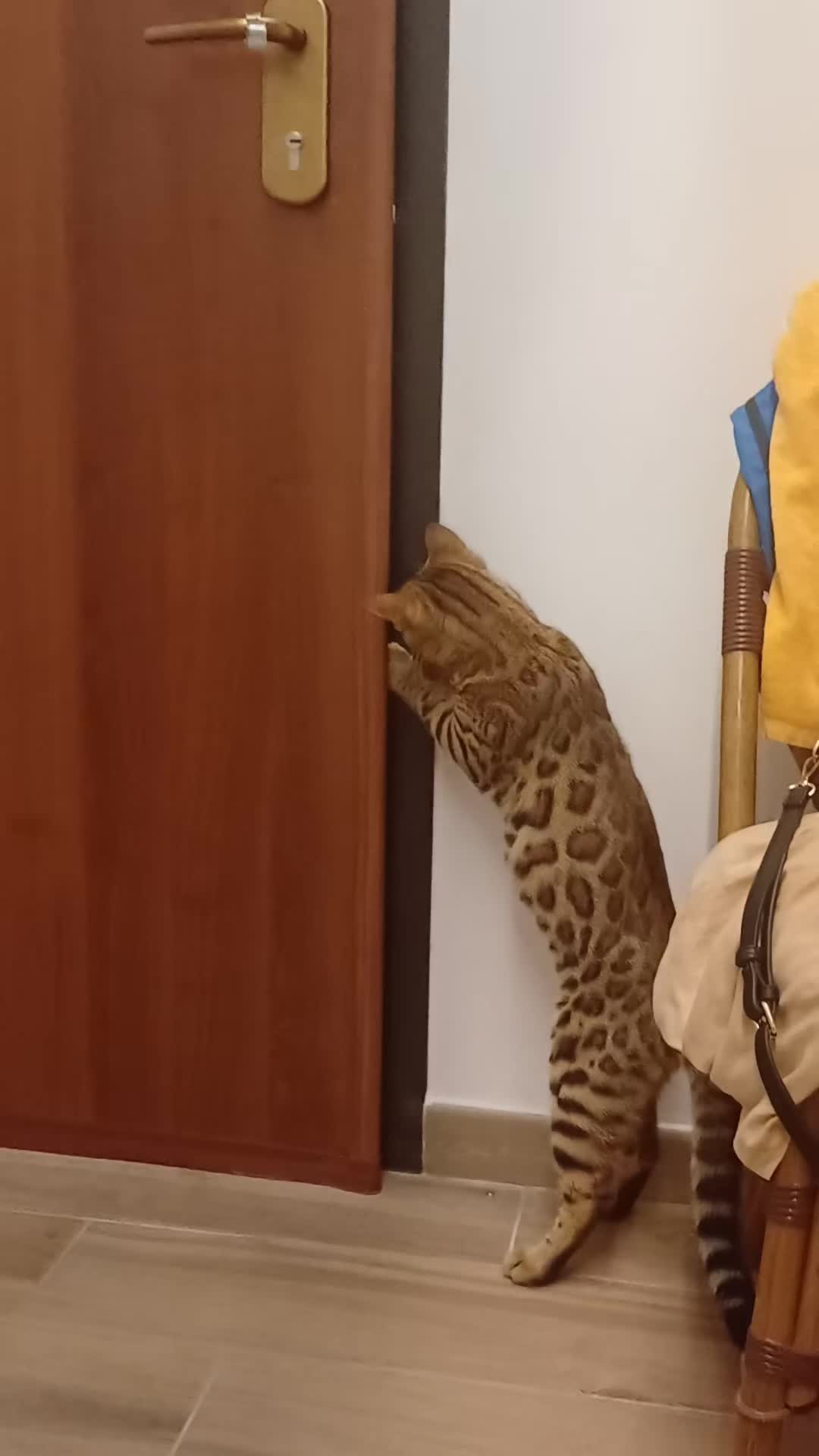 @Rio.supercat