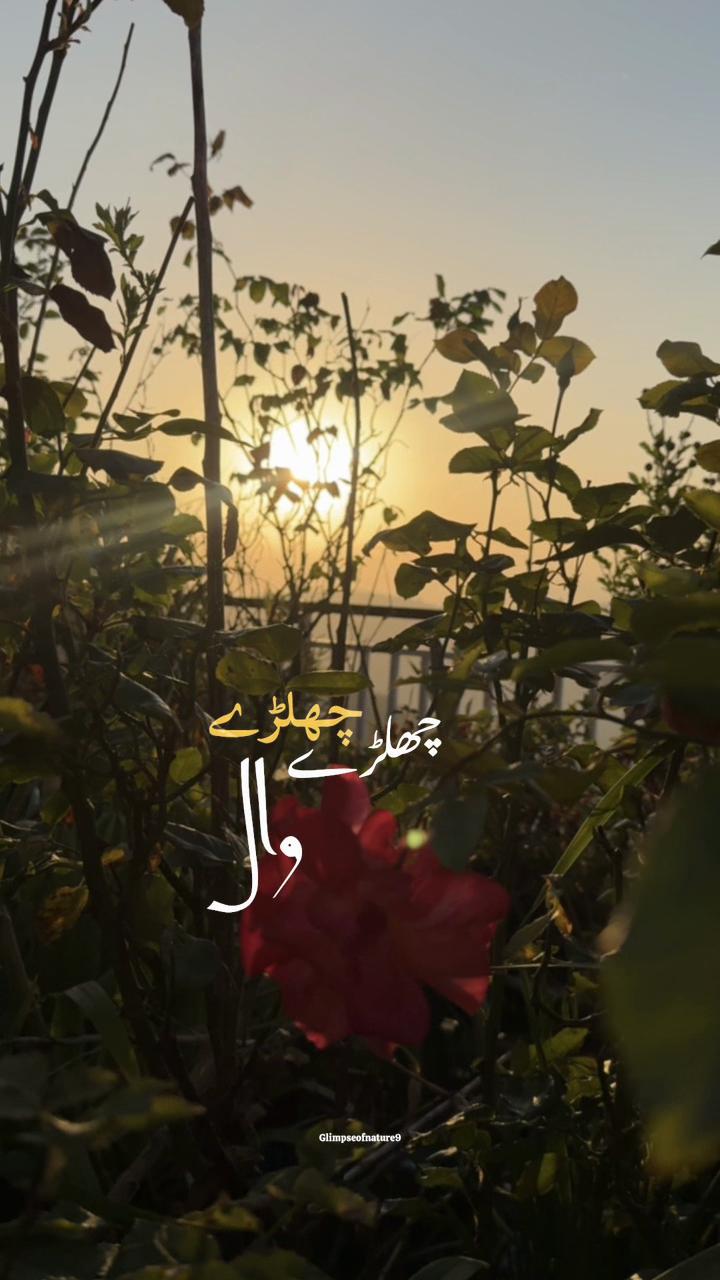 @Amna Mir❥