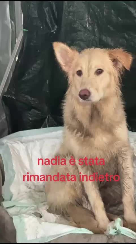 @Maria Rosaria Natill