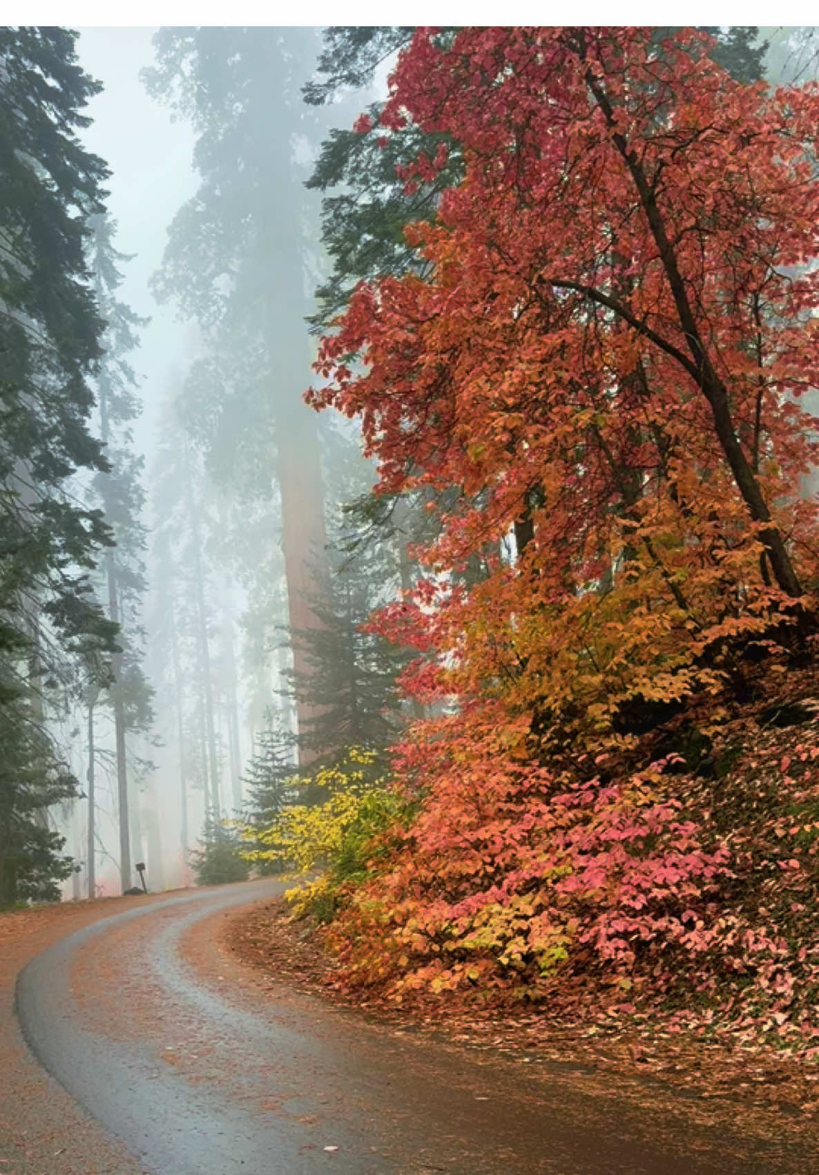 @Nature Lover ๐ฟโจ๐ฆ๐๐ป ๐โ๏ธ๐