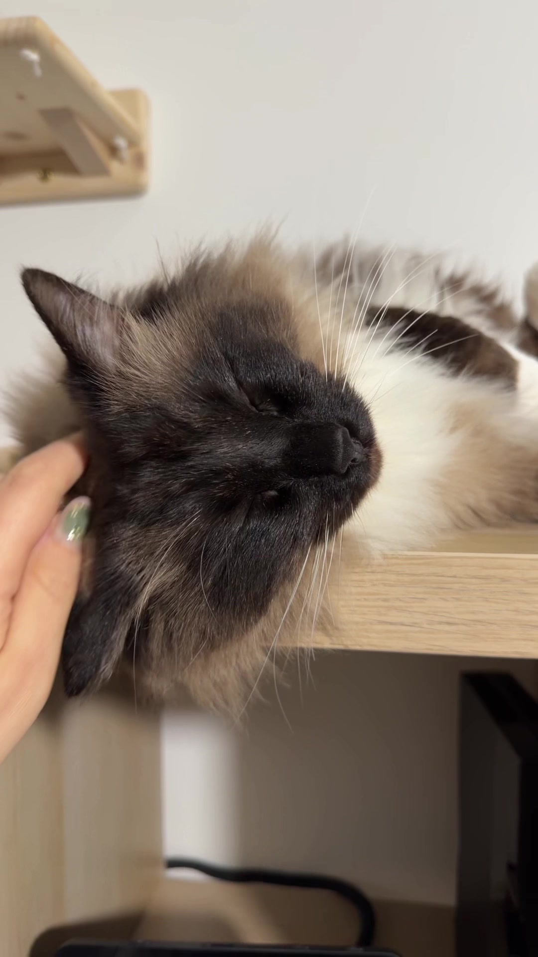 @Ren the Ragdoll Cat