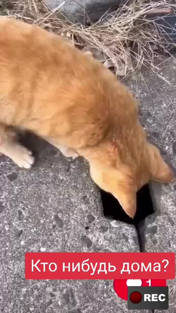 @Лариса