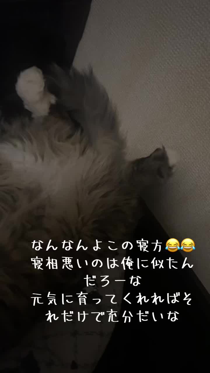 @麒麟🖤