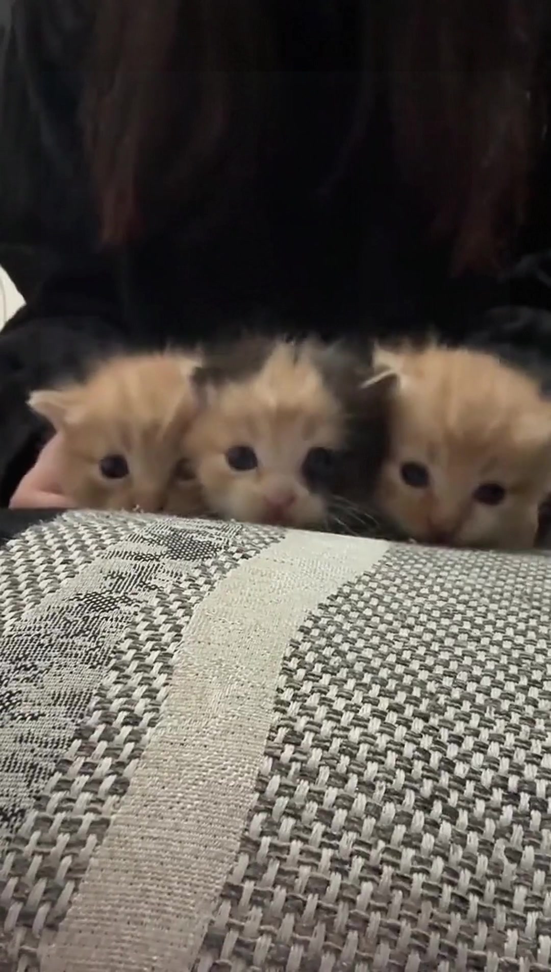 @catbosssss