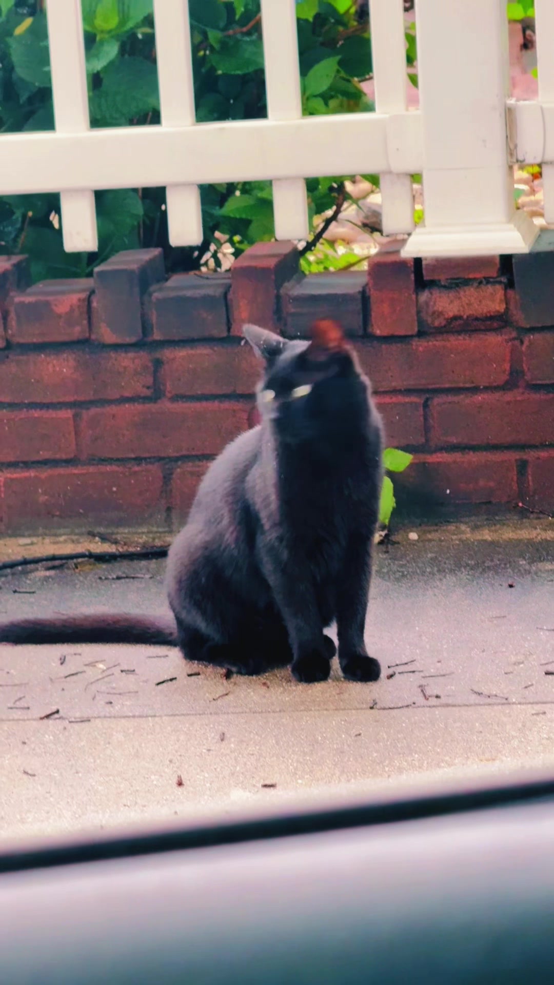 @pantherthecat_ 0711