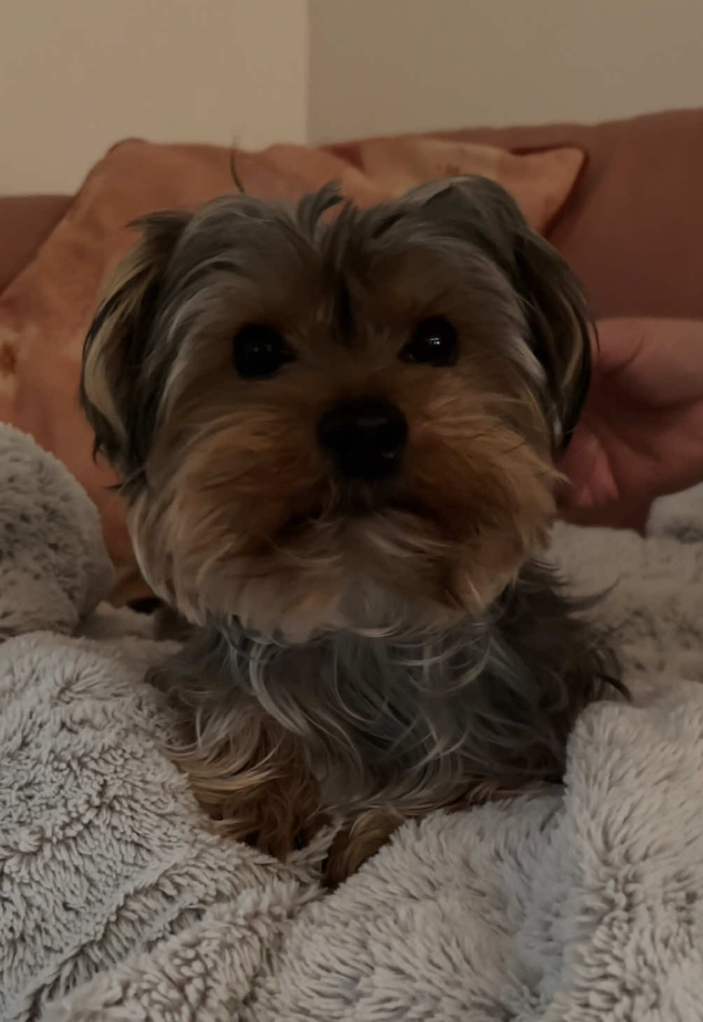 @Benjie the Yorkie
