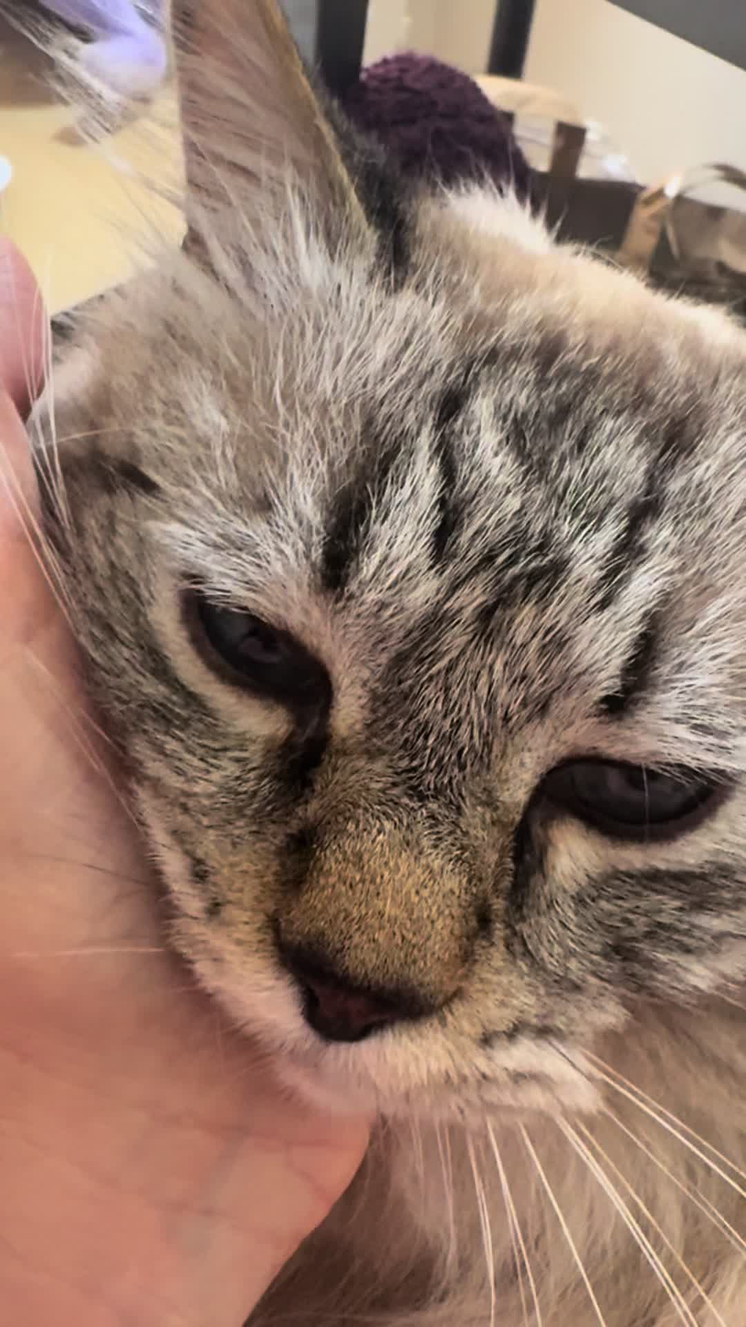 @Brock Meowsnar