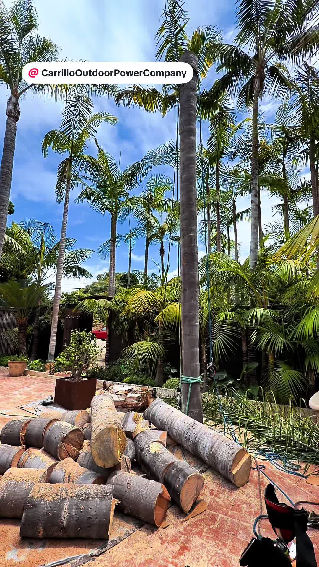 @Alan Roque🌴🌳🪵
