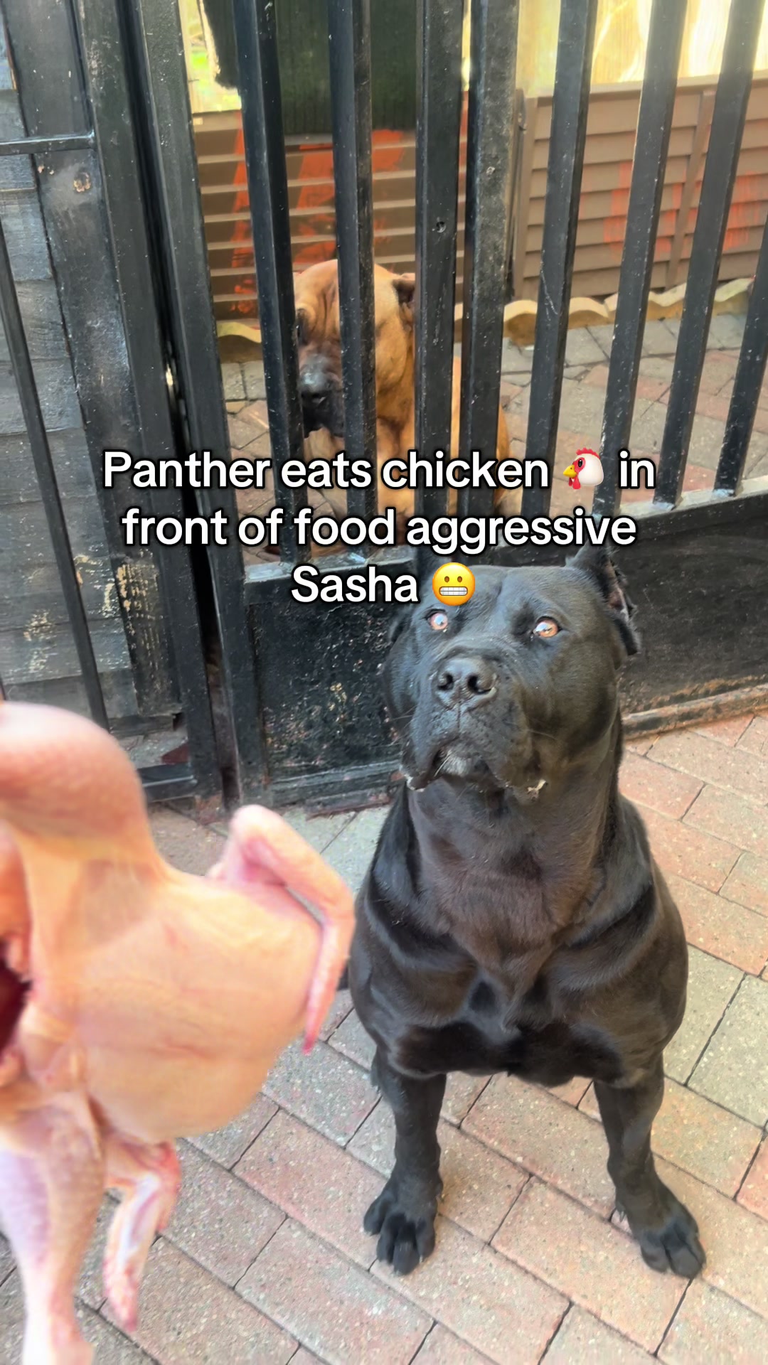 @loyal_pantherr