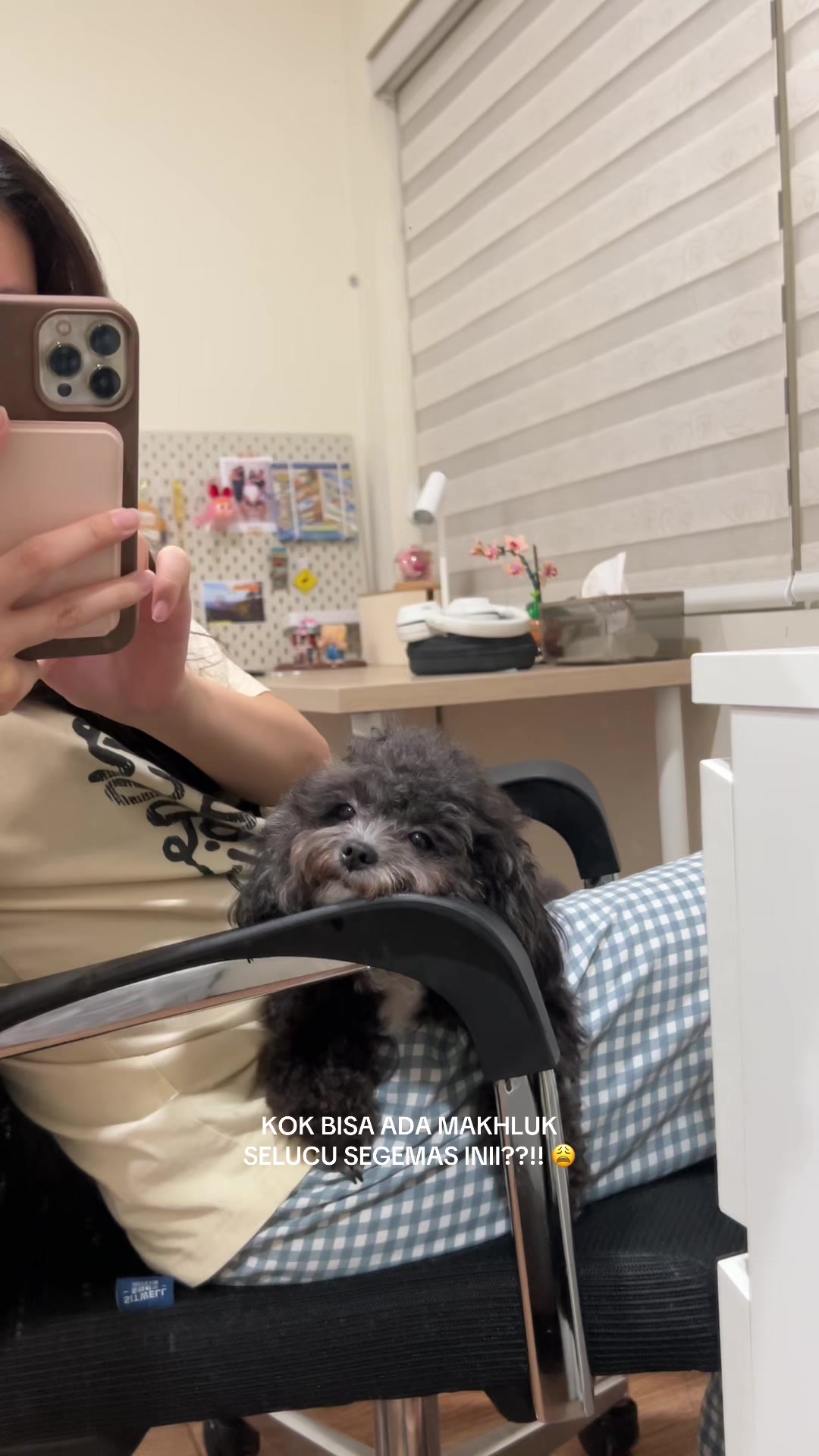@chippi the poochon