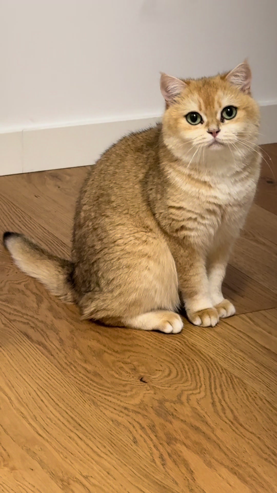 @Sammie_the_Cat