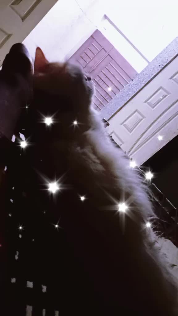 @࿇♥𝕄𝕒𝕙𝕚♥࿇
