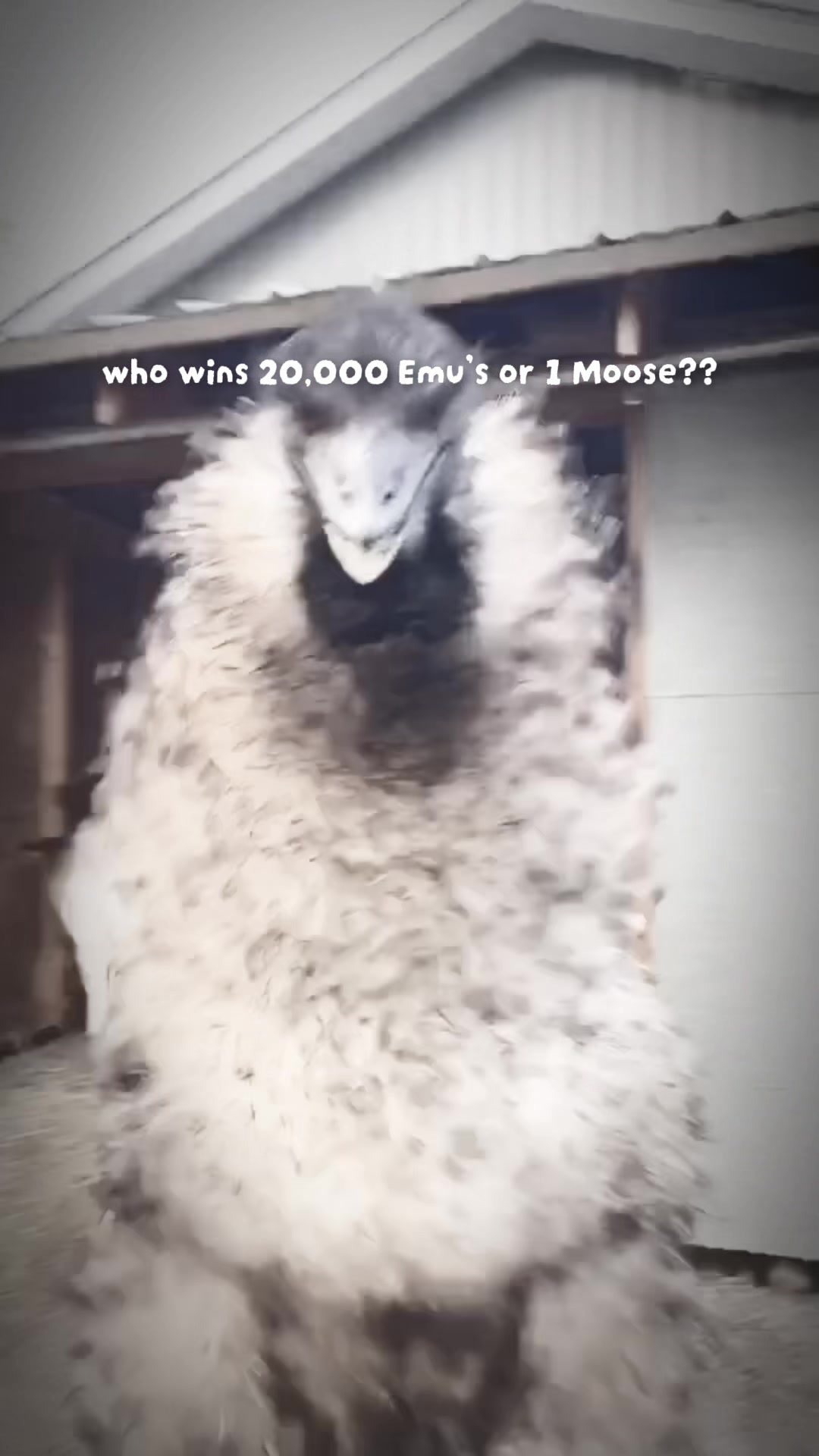 @auraful_animals