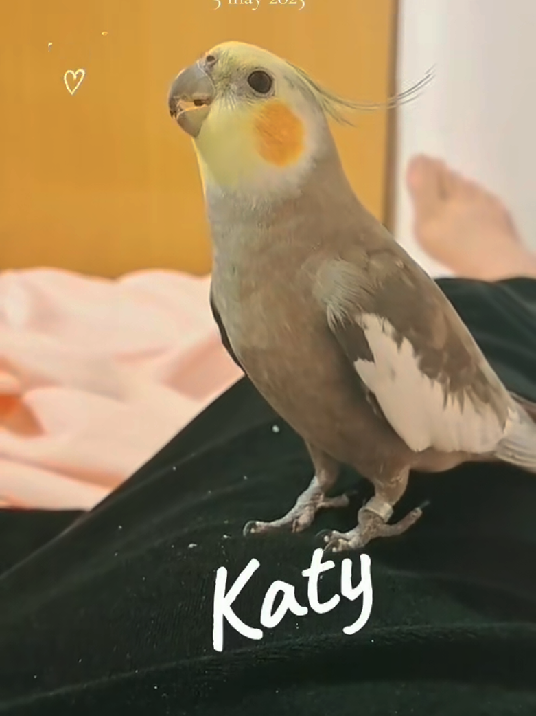 @Katy,Kyra,Jhonny,Lima,Chiqui