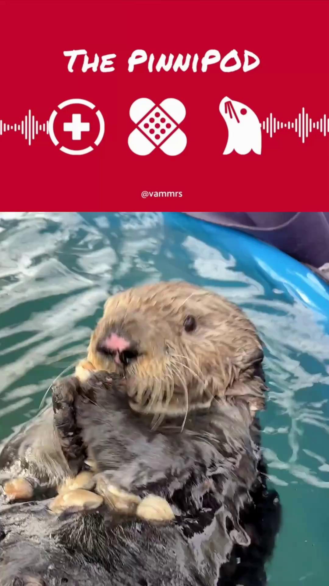 @Marine Mammal Rescue Society