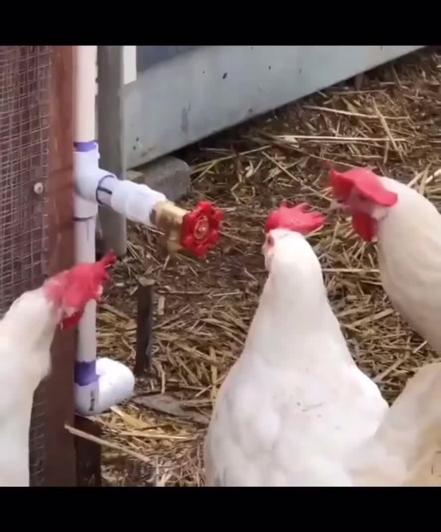 @Hairyballs445