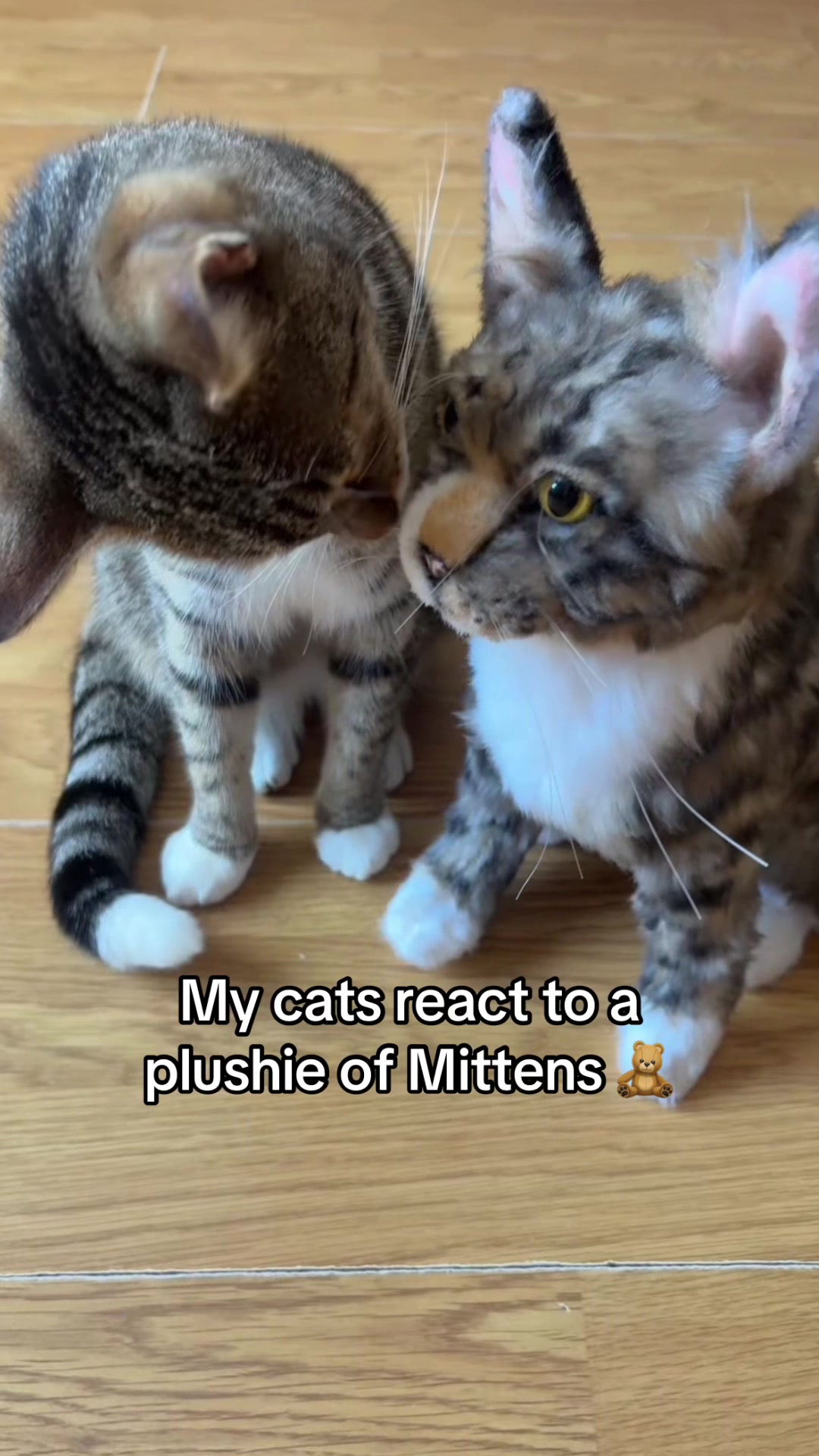 @Mittens
