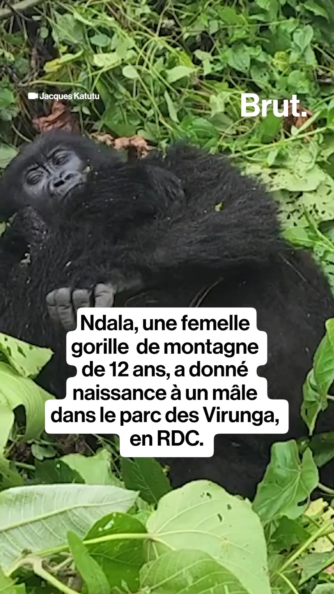 @Brut. Afrique