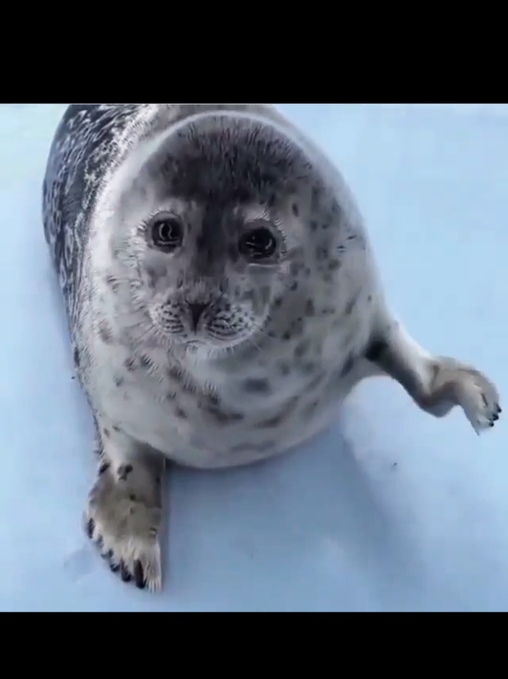 @🩷🎀 seal 🦭🩷