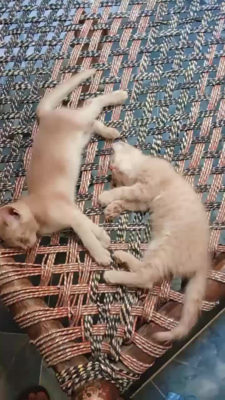 @cutecatlover8172