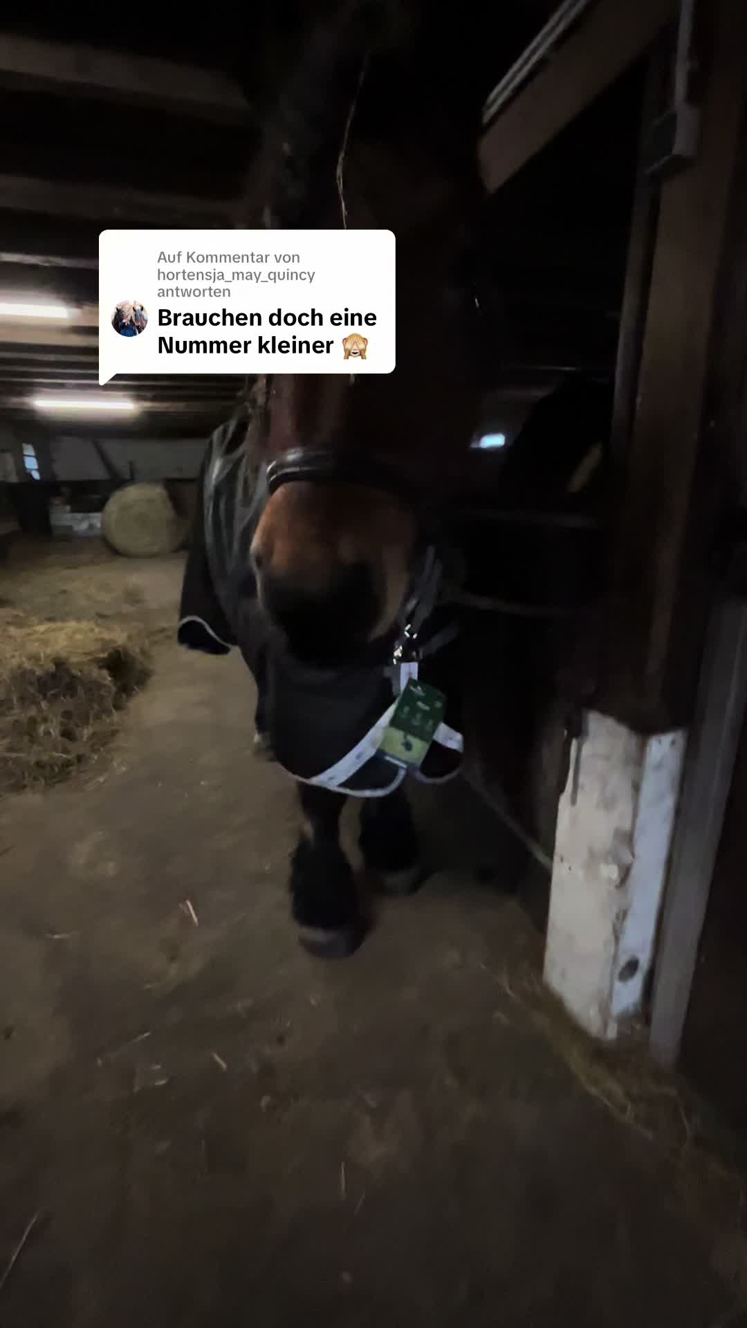 @hortensja_may_quincy