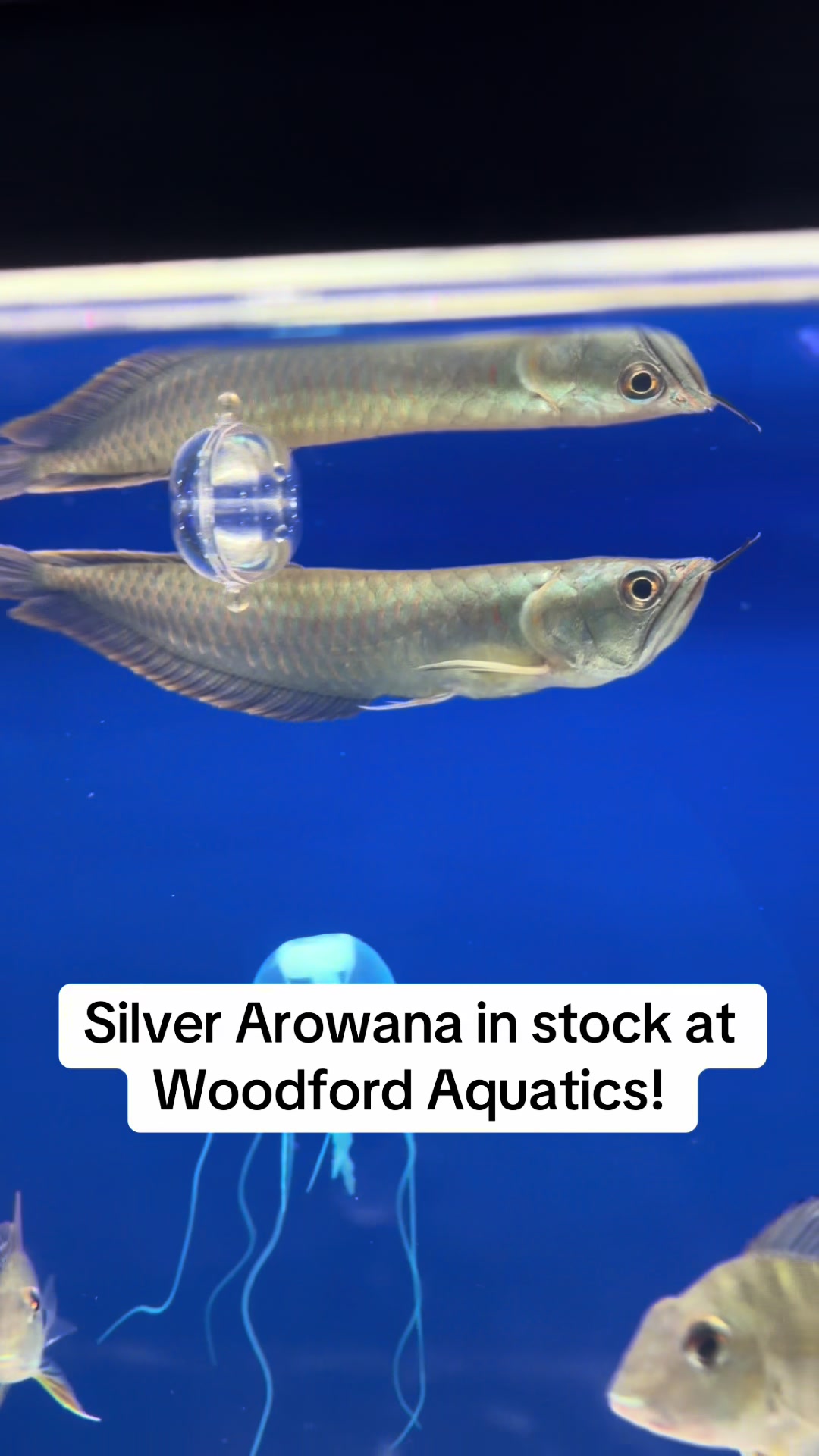 @Woodford Aquatics