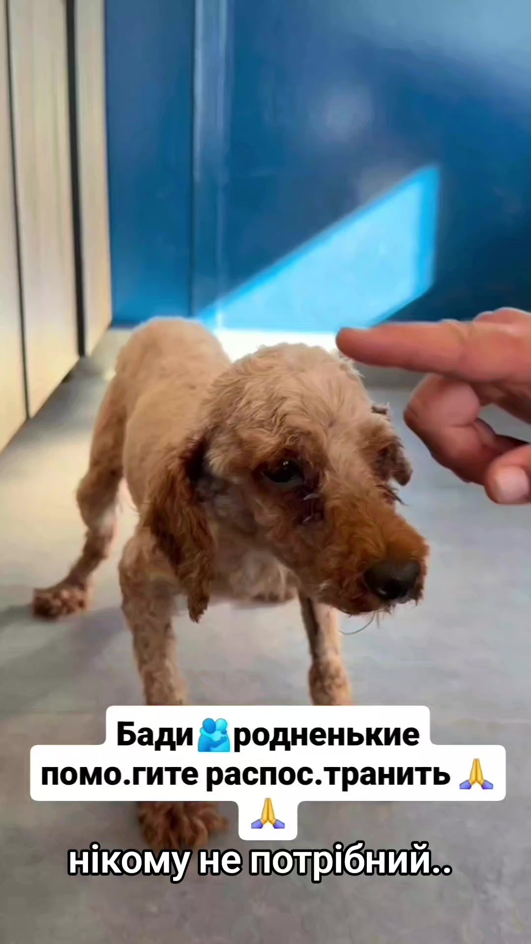 @animal