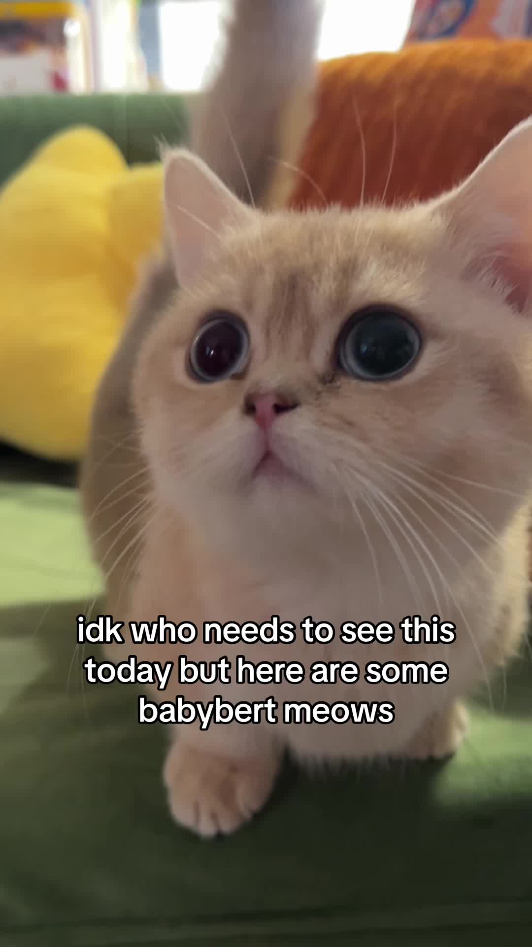 @honey butter chicken biscuit