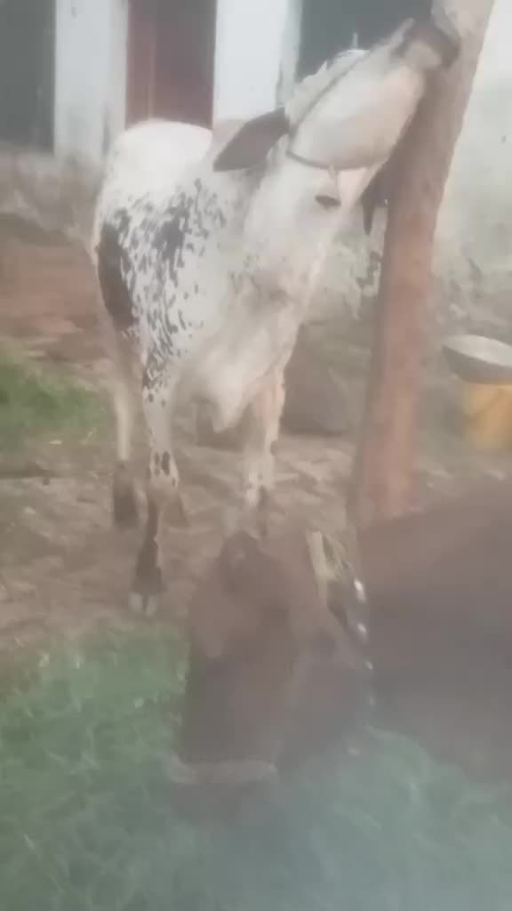 @Ali Khan