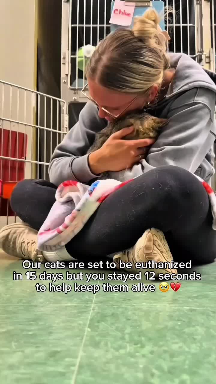@Purry Paws