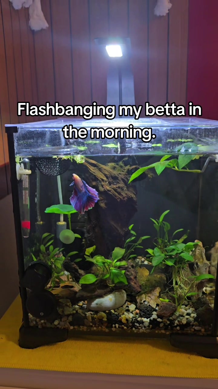 @NebulaTheBetta