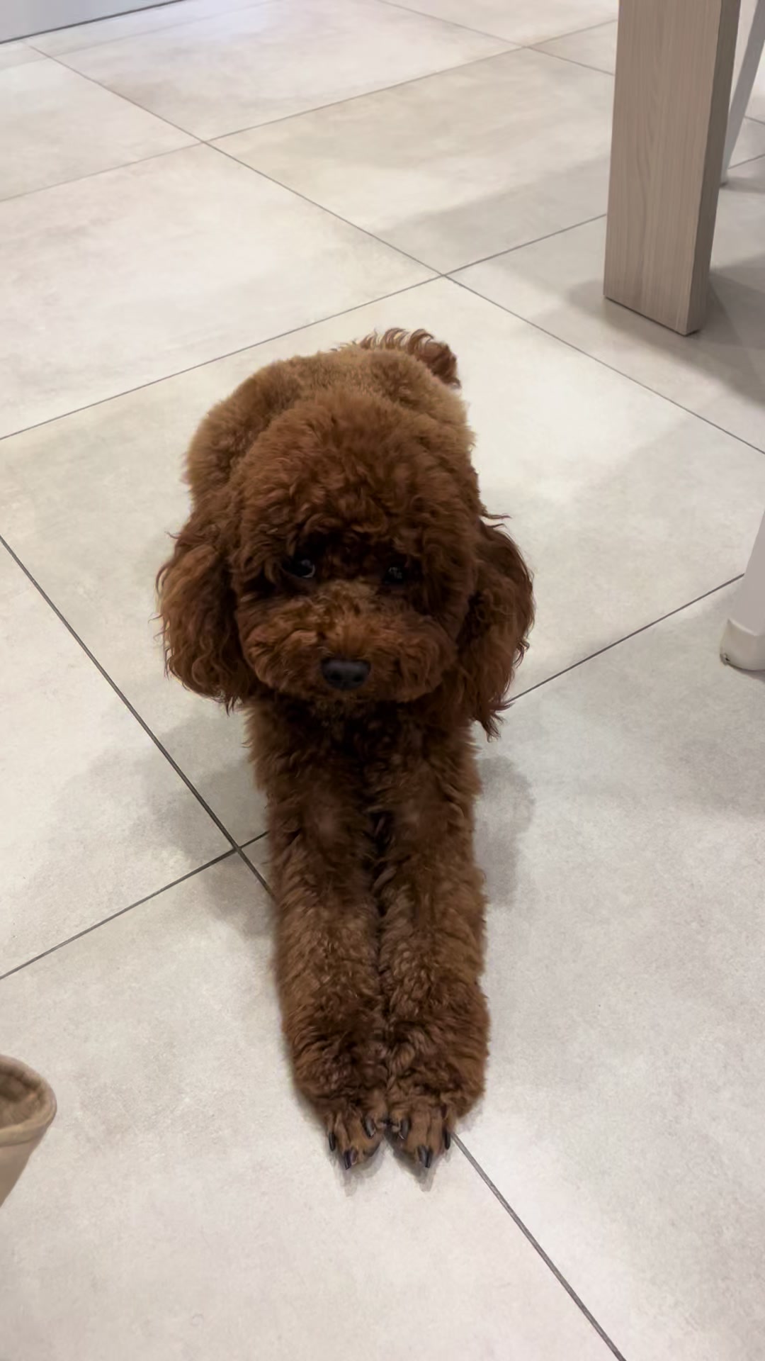 @Il mondo di Toby e Ulisse 🐩
